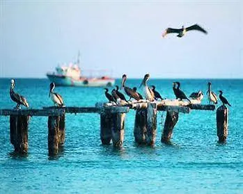 Palapas Las Gonzas Isla Holbox